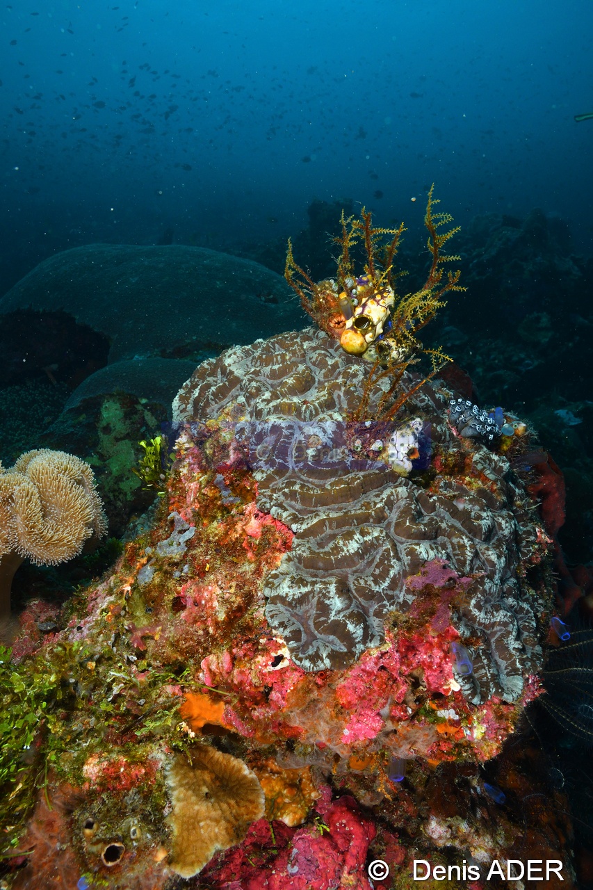 Lobophyllia sp Ambiance-Tomia table coral-18m-20180525-Denis-ADER-DSC_0613_tn.jpg